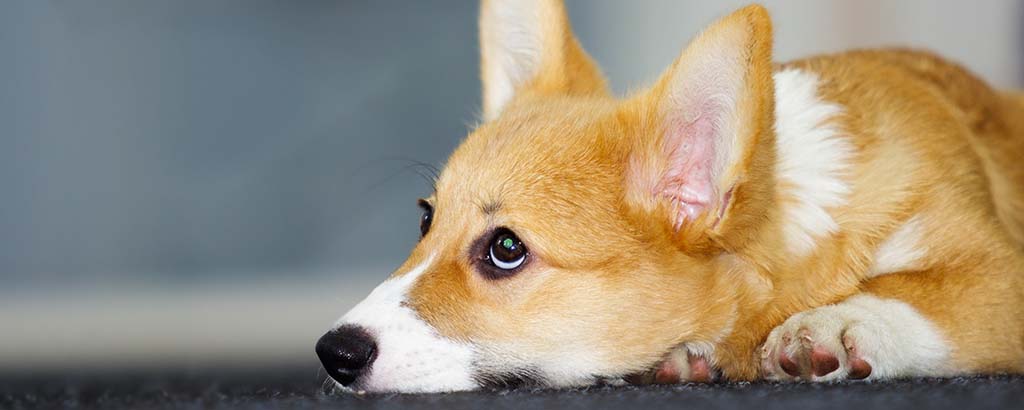 Ljusbrun hund med foderallergi ligger ner på golvet och tittar upp