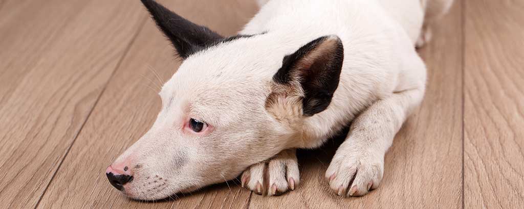 Hund ligger på ett trägolv