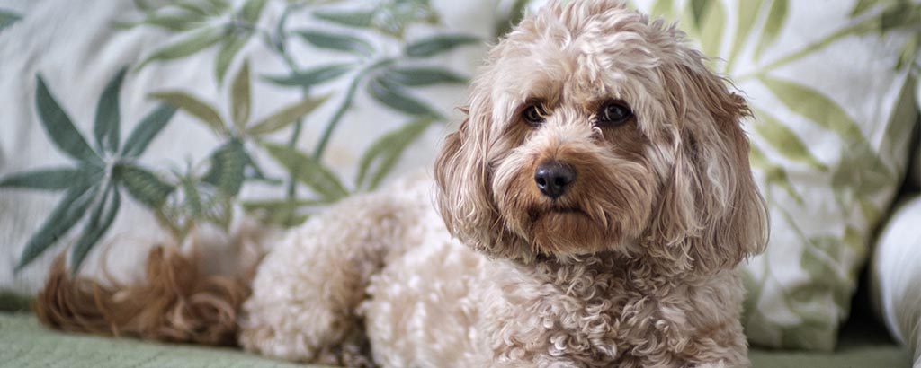 Hund av rasen cavapoo ligger bland mönstrade kuddar