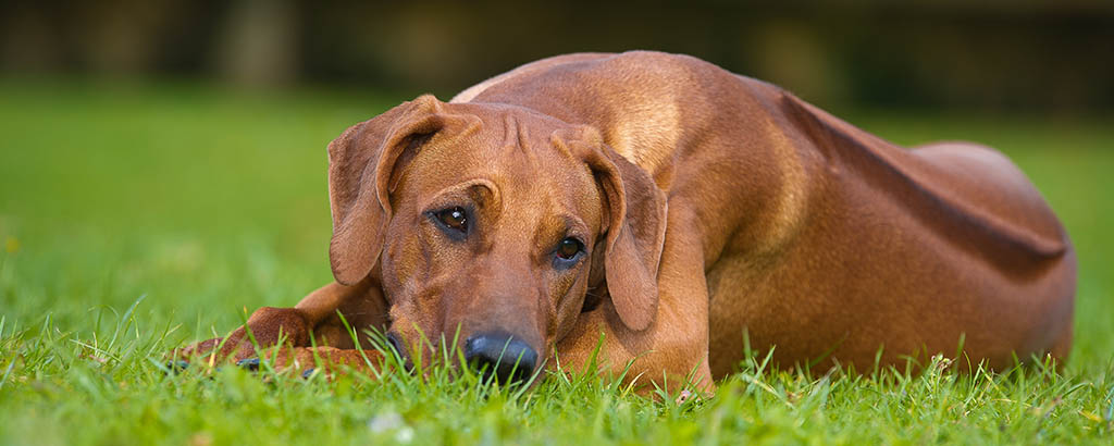 Hund av rasen ridgeback ligger och vilar på gräsmatta